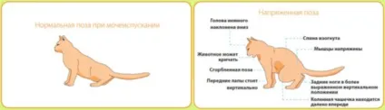 Цистит у кішок причини, симптоми і препарати для лікування (причини) Цистит у кішок причини, симптоми і препарати для лікування