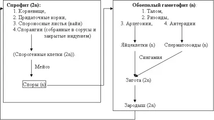 Цикл розвитку папороті щитника чоловічого (якому спірально розташовані) Цикл розвитку папороті щитника чоловічого