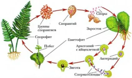 Цикл розвитку папороті включає в себе два покоління