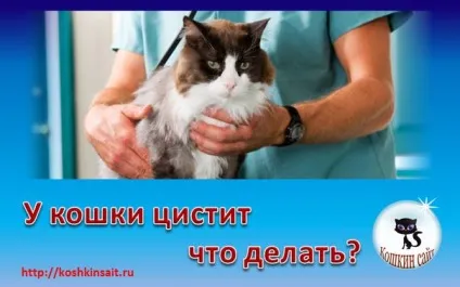 Цистит у кішок причини, симптоми і препарати для лікування (кішок) Цистит у кішок причини, симптоми і препарати для лікування