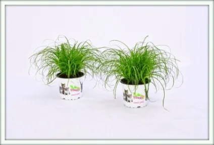 Циперус (cyperus)
