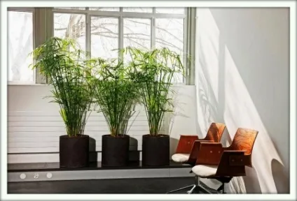 Циперус (cyperus)