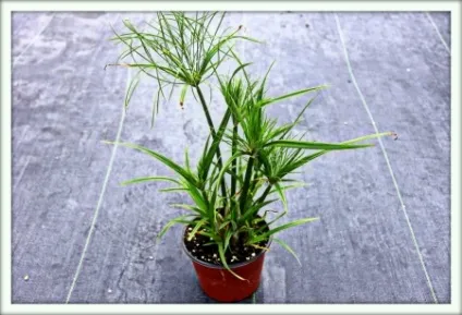 Циперус (cyperus)