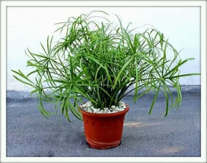 Циперус (cyperus)
