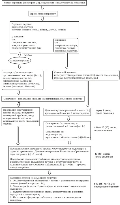 Цикл розвитку папороті щитника чоловічого (якому спірально розташовані) Цикл розвитку папороті щитника чоловічого