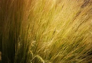 Декоративні чагарники для саду красиві квітучі на Уралі фото (чагарники) Декоративні чагарники для саду красиві квітучі на Уралі фото