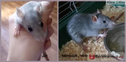 Декоративна щур - «перш ніж заводити щура подумайте чи варто воно того! Історія про те, як я (подумайте) Декоративна щур - «перш ніж заводити щура подумайте чи варто воно того! Історія про те, як я