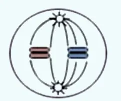 поділ клітини