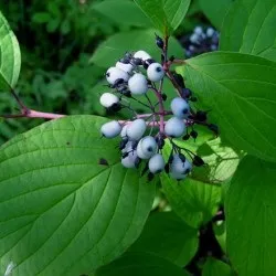Дерен білий посадка і догляд, фото сортів, вирощування і розмноження свидини, хвороби і добрива (фото) Дерен білий посадка і догляд, фото сортів, вирощування і розмноження свидини, хвороби і добрива