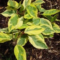 Дерен білий посадка і догляд, фото сортів, вирощування і розмноження свидини, хвороби і добрива (посадка) Дерен білий посадка і догляд, фото сортів, вирощування і розмноження свидини, хвороби і добрива