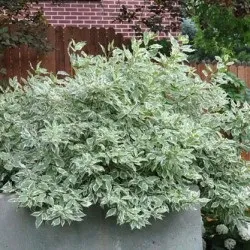Дерен білий посадка і догляд, фото сортів, вирощування і розмноження свидини, хвороби і добрива (фото) Дерен білий посадка і догляд, фото сортів, вирощування і розмноження свидини, хвороби і добрива