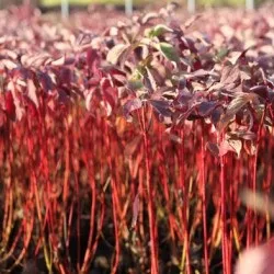 Дерен білий посадка і догляд, фото сортів, вирощування і розмноження свидини, хвороби і добрива (фото) Дерен білий посадка і догляд, фото сортів, вирощування і розмноження свидини, хвороби і добрива