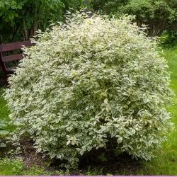 Дерен білий посадка і догляд, фото сортів, вирощування і розмноження свидини, хвороби і добрива (догляд) Дерен білий посадка і догляд, фото сортів, вирощування і розмноження свидини, хвороби і добрива