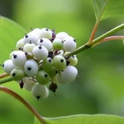 Дерен білий посадка і догляд, фото сортів, вирощування і розмноження свидини, хвороби і добрива (посадка) Дерен білий посадка і догляд, фото сортів, вирощування і розмноження свидини, хвороби і добрива