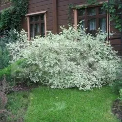 Дерен білий посадка і догляд, фото сортів, вирощування і розмноження свидини, хвороби і добрива (посадка) Дерен білий посадка і догляд, фото сортів, вирощування і розмноження свидини, хвороби і добрива