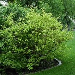 Дерен білий посадка і догляд, фото сортів, вирощування і розмноження свидини, хвороби і добрива (білий) Дерен білий посадка і догляд, фото сортів, вирощування і розмноження свидини, хвороби і добрива