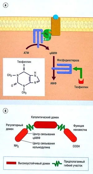 Дія ліків на клітини