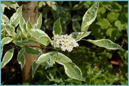 Дерен білий посадка і догляд, фото сортів, вирощування і розмноження свидини, хвороби і добрива (догляд) Дерен білий посадка і догляд, фото сортів, вирощування і розмноження свидини, хвороби і добрива