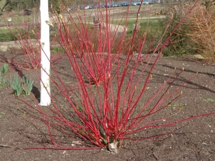 Дерен білий посадка і догляд, фото сортів, вирощування і розмноження свидини, хвороби і добрива (фото) Дерен білий посадка і догляд, фото сортів, вирощування і розмноження свидини, хвороби і добрива