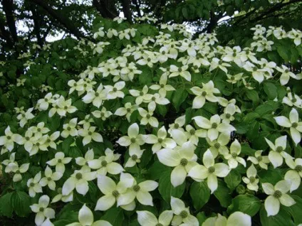 Дерен посадка і догляд, види і сорти, фото (сорти) Дерен посадка і догляд, види і сорти, фото