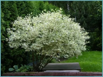 Дерен білий посадка і догляд, фото сортів, вирощування і розмноження свидини, хвороби і добрива (дерен) Дерен білий посадка і догляд, фото сортів, вирощування і розмноження свидини, хвороби і добрива
