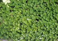 Діхондра правила вирощування, оптимальний догляд і способи розмноження (догляд) Діхондра правила вирощування, оптимальний догляд і способи розмноження