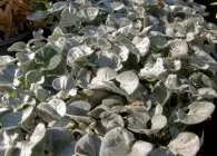 Діхондра правила вирощування, оптимальний догляд і способи розмноження (догляд) Діхондра правила вирощування, оптимальний догляд і способи розмноження