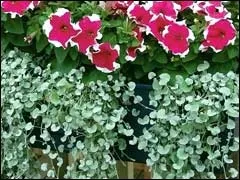 Діхондра вирощування і розмноження (саду сайті Gardenia) Діхондра вирощування і розмноження