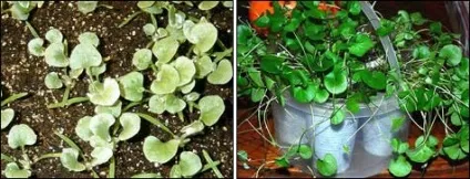 Діхондра вирощування і розмноження (саду сайті Gardenia) Діхондра вирощування і розмноження