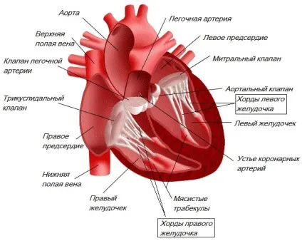 Додаткова трабекула в лівому шлуночку у дітей і дорослих (дітей) Додаткова трабекула в лівому шлуночку у дітей і дорослих