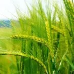 Єгипетський хлопок - рідкісний і дорогий раритет в Єгипті (Єгипті) Єгипетський хлопок - рідкісний і дорогий раритет в Єгипті