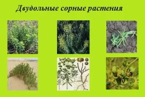 Дводольні бур'яни - способи боротьби з однорічними і багаторічними видами відео (бур'яни) Дводольні бур'яни - способи боротьби з однорічними і багаторічними видами відео