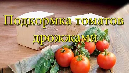 Дріжджова підгодівля для помідор (дріжджова) Дріжджова підгодівля для помідор