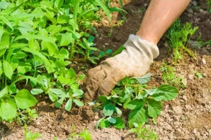 Дводольні бур'яни фото і назва (фото) Дводольні бур'яни фото і назва