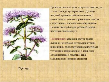 Материнка для місячних як заварювати при затримці, для відновлення, при мізерних, викликає трава (заварювати) Материнка для місячних як заварювати при затримці, для відновлення, при мізерних, викликає трава