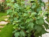 Якщо смородина не плодоносять, садівник (садиба) (боротьби мурахами городі) Якщо смородина не плодоносять, садівник (садиба)