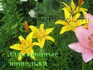 електронні гаманці