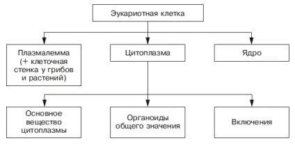 Еукаріотна клітина, найбільший портал по навчанню (фотосинтез) Еукаріотна клітина, найбільший портал по навчанню