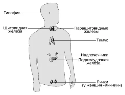 Ендокринна система - це