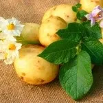 Фертигація - городні хитрості