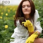Формування і обрізка куща чайно-гібридної троянди (обрізка) Формування і обрізка куща чайно-гібридної троянди