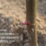 Формування і обрізка куща чайно-гібридної троянди (троянди) Формування і обрізка куща чайно-гібридної троянди