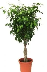 Фікус Даніель (ficus danielle) догляд, розмноження, пересадка (danielle) Фікус Даніель (ficus danielle) догляд, розмноження, пересадка
