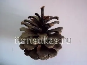 Флористика (композиція) - флористичний колаж (флористичний) Флористика (композиція) - флористичний колаж