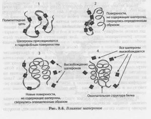 згортання білків