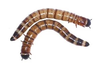 Exotic planet »зміст і розведення zophobas morio (Зофобас) (planet) Exotic planet »зміст і розведення zophobas morio (Зофобас)