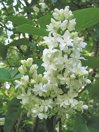 Формування куща бузку, 6 соток