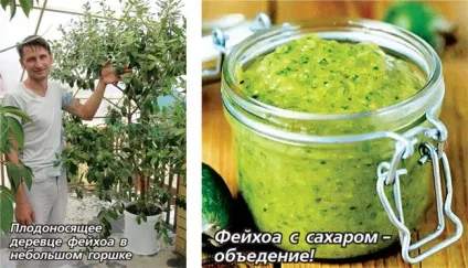 фейхоа будинку