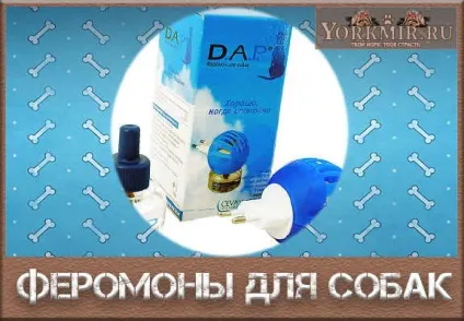 Феромони для собак, види феромонів, відгуки (відгуки) Феромони для собак, види феромонів, відгуки