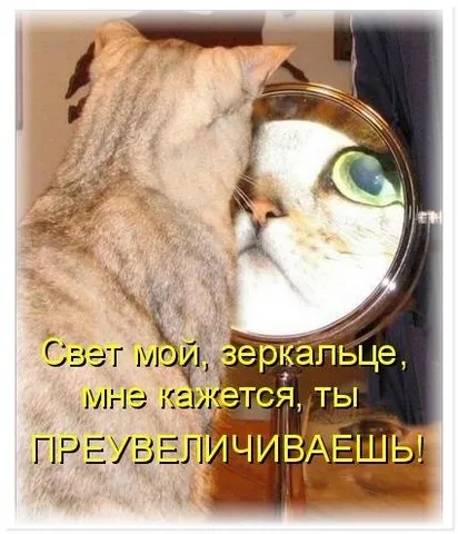 Без кота і життя не та